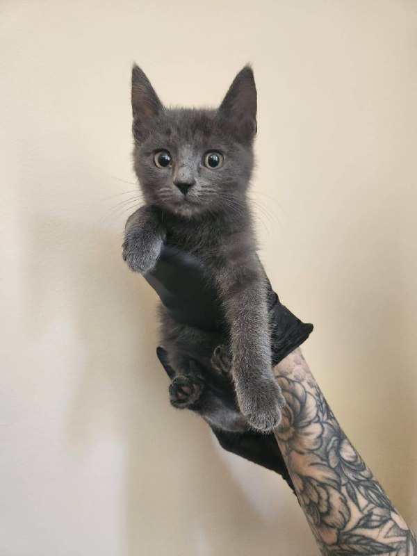 Котята 4