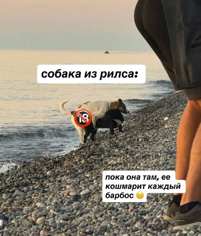 Ищем домик для маленькой собачки 1