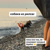 Ищем домик для маленькой собачки 1