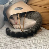 Ася, кошка 4