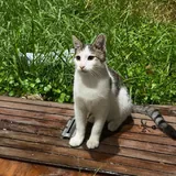 Affectionate kitten looking for a loving family 3