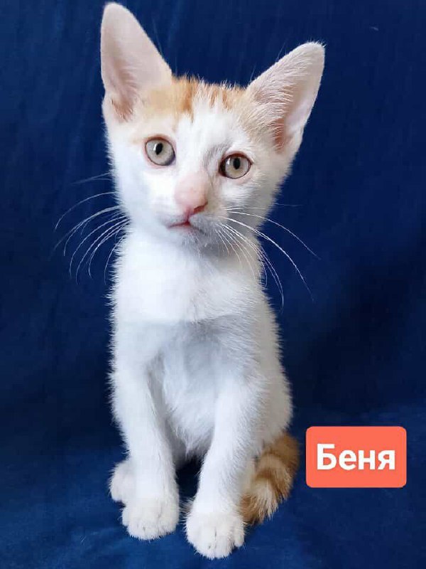 два котенка рыжика Лучик и Бенечка 2