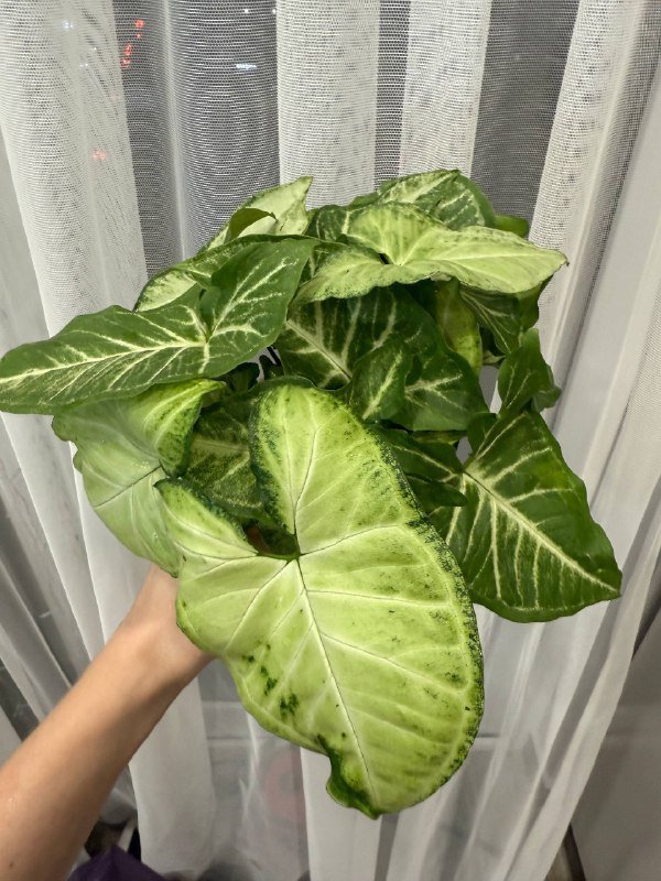 Домашние растения сингониум черенки