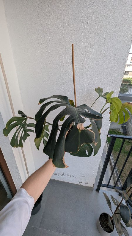 Монстера в горшке с грунтом 2