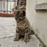 Котенок табби 4