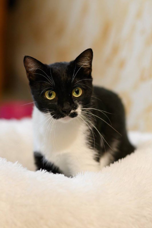 Кошка Лума 1,5 года для дома 2