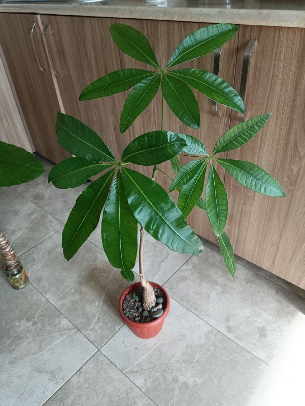 Неольстамира саркофилла, Алоказия, Пахира, Драцена розовая 4