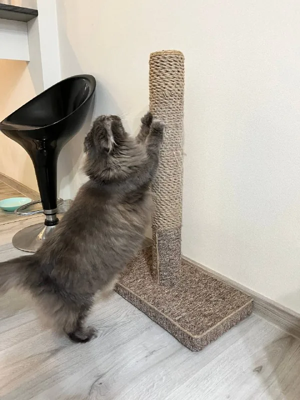 Когтеточка для кошки 1