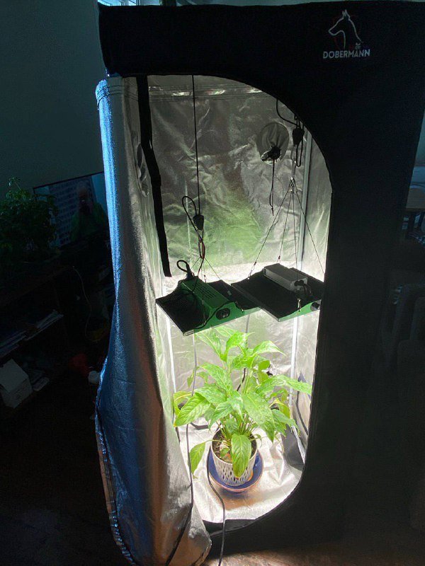 Гроубокс Doberman 60x60x160 комплект