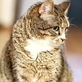 Кошка Валиди 1