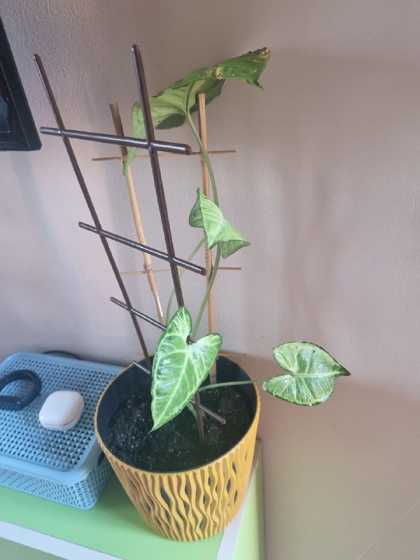 Сингониум, Каланхоэ, горшки, керамзит 4