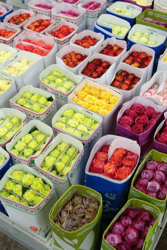 Оптовые поставки свежих роз 2