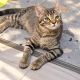 Два котёнка ищут дом 5
