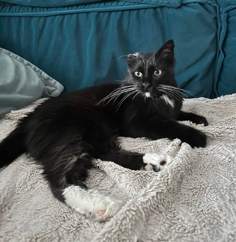 Черно-белая кошка для дома или передержки