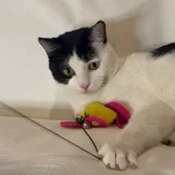 Кот ищет дом 6
