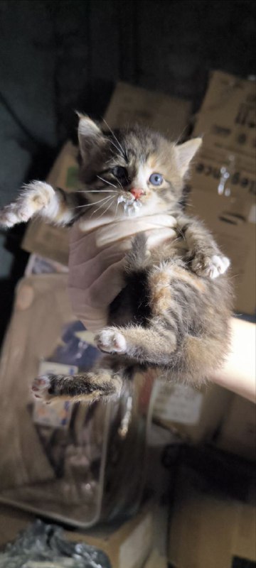 Котёнок бесплатно