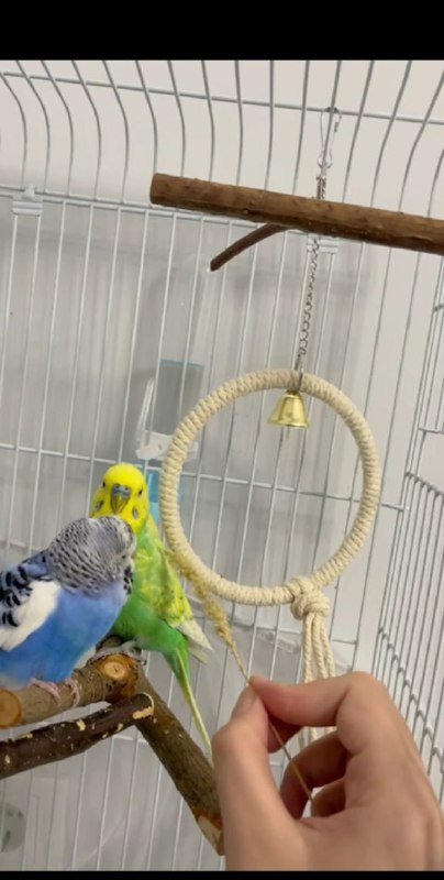 Два волнистых попугая с большой клеткой 2