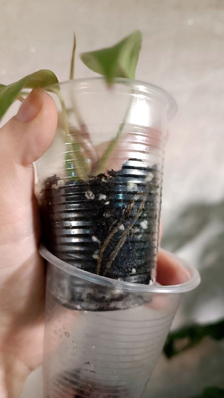 Монстера Манки, Сциндапсус Пиктус, Филодендрон Медуза, Рафидофора 7