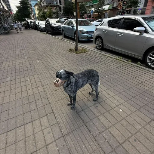 Потерялась собака, Баки