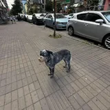 Потерялась собака, Баки 1
