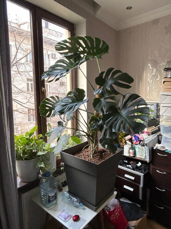 Монстера 1,80 см в горшке