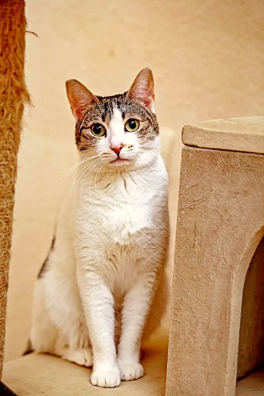 Кошка Орнелла 1