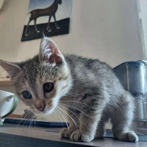 Котенок, девочка, 2 месяца