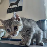 Котенок, девочка, 2 месяца 1