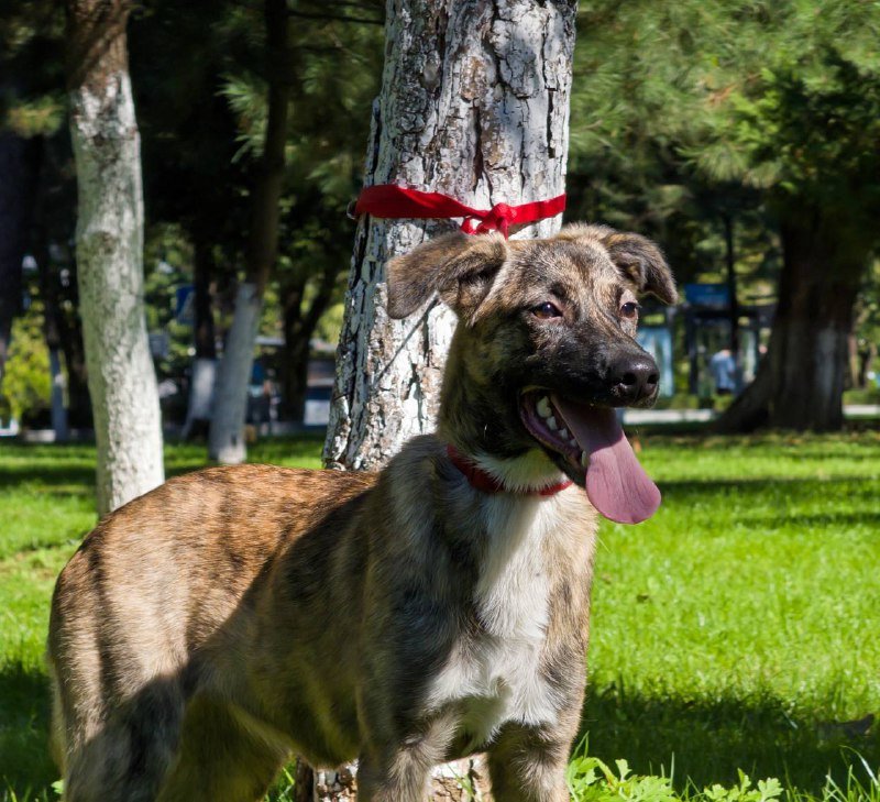 Щенок девочка Адель для дома 5