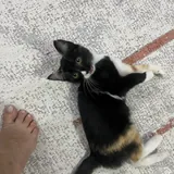 Ласковый котёнок ищет добрый дом 5