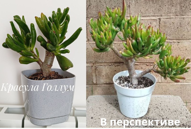 Суккуленты, Красула Голлум, Декабрист, Пеларгония, Традесканция 4