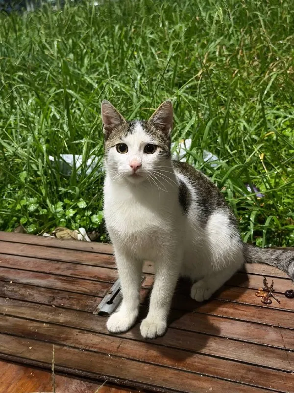 Affectionate kitten looking for a loving family 1