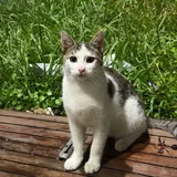 Affectionate kitten looking for a loving family 1