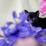 Котята 2