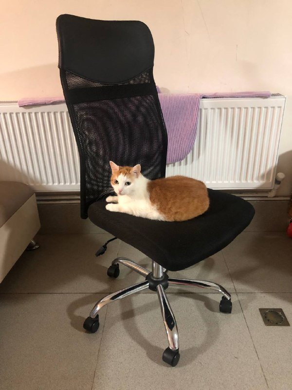 Компьютерное кресло Jysk