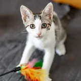 Ася, кошка 2
