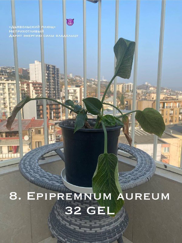 Цветы в горшках 8