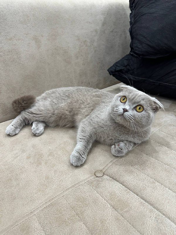 Вислоухая британская кошка