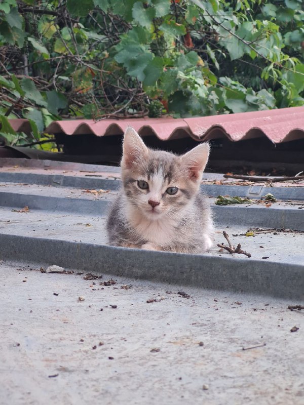 Котята бесплатно в добрые руки 2