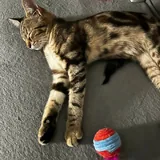 Кошка Хлоя 1