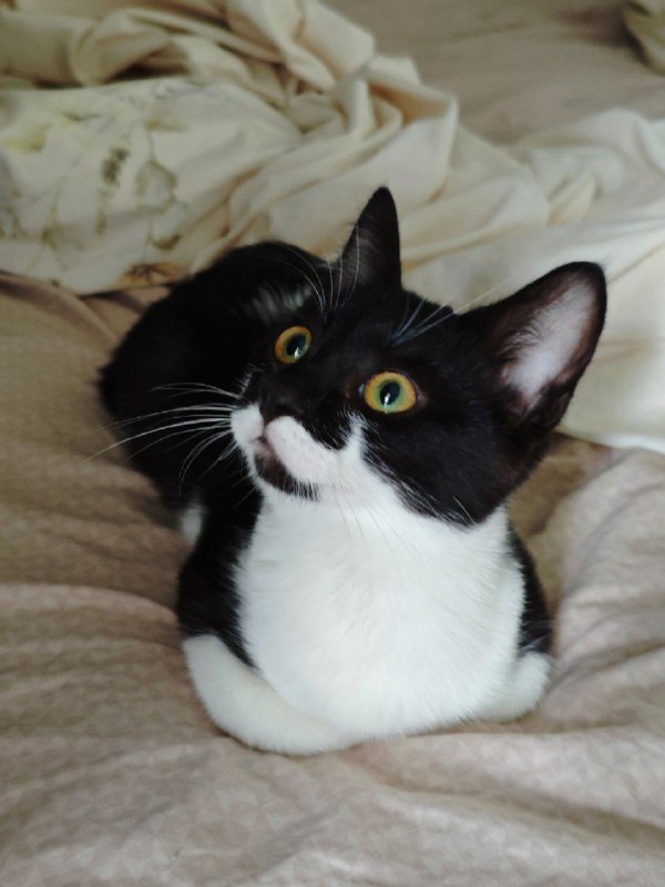 Котенок Пузик ищет дом с игрушками и кормом 2