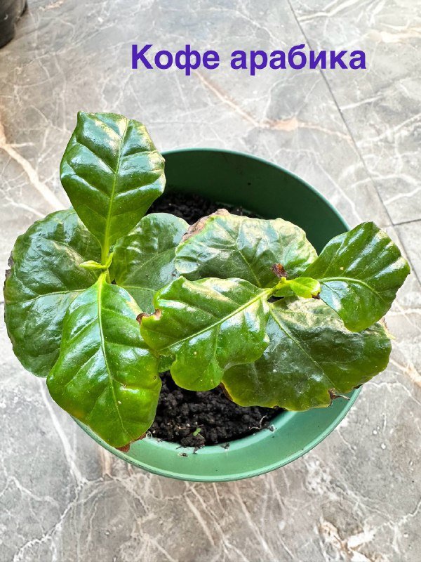 Комнатные и балконные растения 8