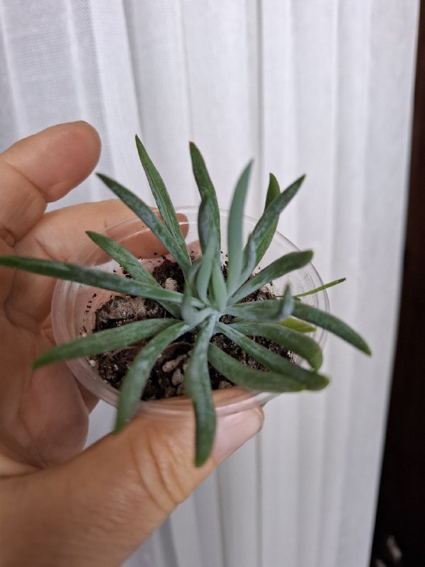 Портулак, суккуленты, папоротник, оттона, фикусы 2