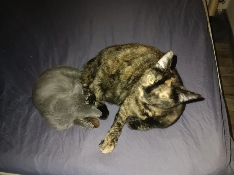 Кошка Куся 1