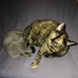 Кошка Куся 1