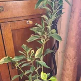 Кумкват, лимон, апельсин 3