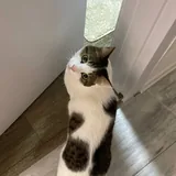 Котик 2
