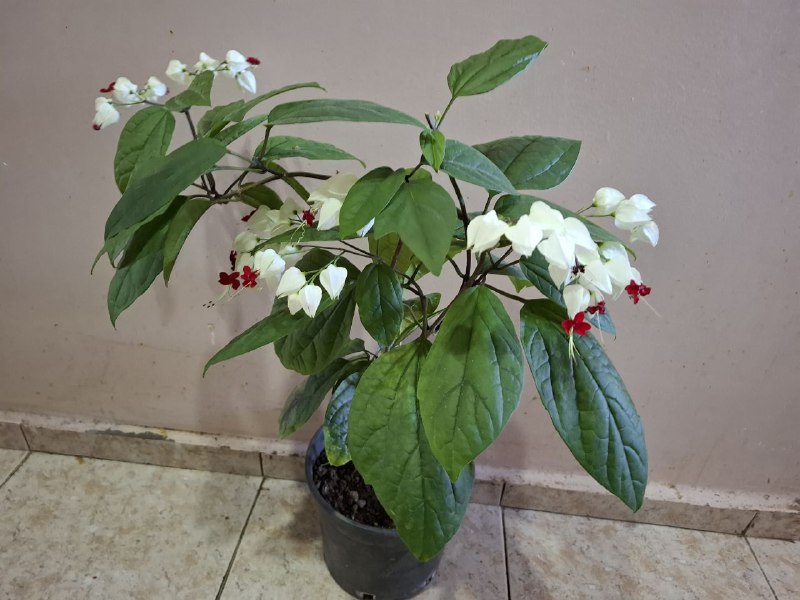 Фикусы, клеродендрум, папоротник, бегония, колеус, традесканция, марана с горшком 6