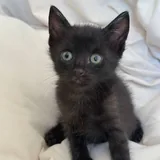 Котята 6