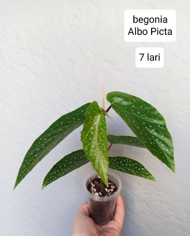 Комнатные растения 2